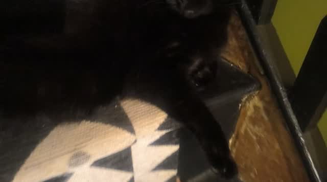 Pollo asado for saddo catto. #ween #cat